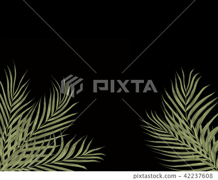 leaves of palm tree background leaves of palm tree background 42237608