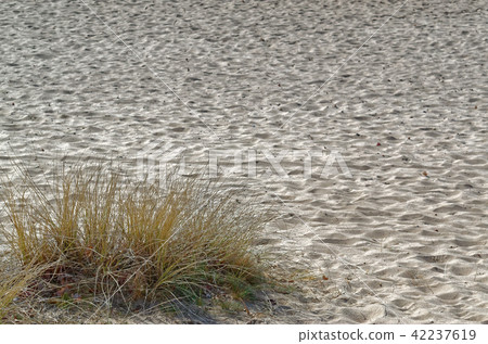 Marram grass on sandy floor Marram grass on sandy floor 42237619