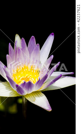 Lian flower 42237621