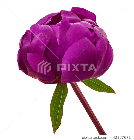 flower purple peony, isolated on a white flower purple peony, isolated on a white 42237671