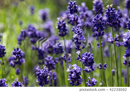 Lavender up Lavender up 42238082