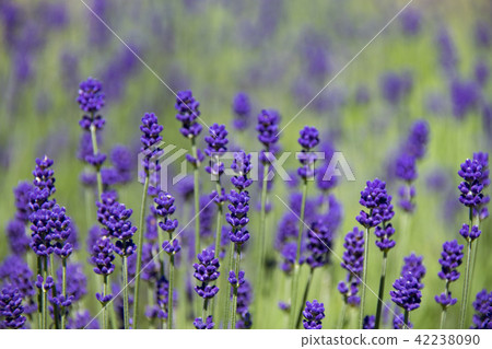 薰衣草芽 薰衣草芽 42238090