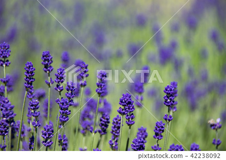 Lavender bud Lavender bud 42238092