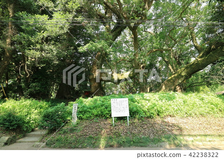 Senbon Kusunoki 42238322