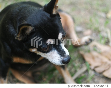 cute black fat lovely happy miniature pincher dog cute black fat lovely happy miniature pincher dog 42238481