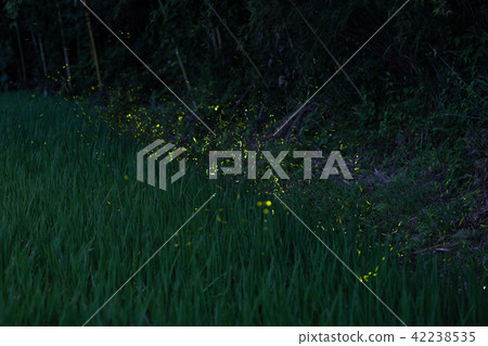 [Nature] Heike firefly dance [Summer] 42238535