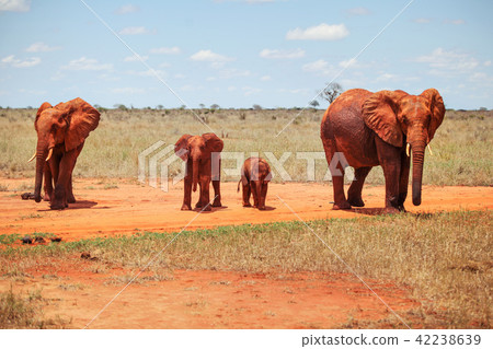 Family of four african bush elephants Family of four african bush elephants 42238639