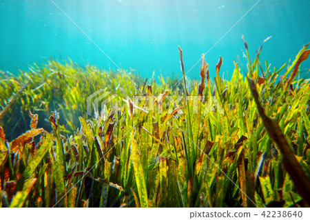 Underwater shot of bright green grass growing Underwater shot of bright green grass growing 42238640