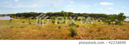 High resolution Tsavo east national park panorama  42238690