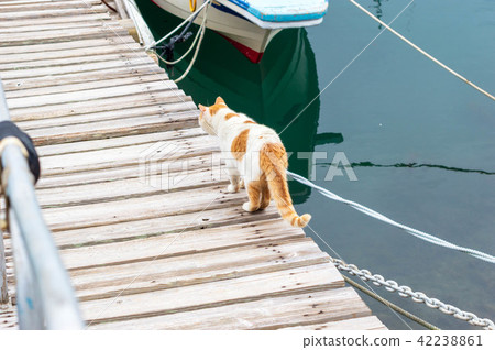 Pier's cat 42238861