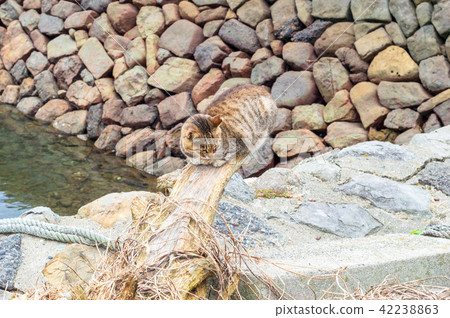 Cat on the harbor driftwood 42238863