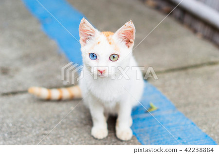 Odd Eye's kittens Front view 42238884