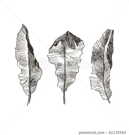 Hand drawn banana leaves of tropical plants. Vintage floral set isolated on white background. High Hand drawn banana leaves of tropical plants. Vintage floral set isolated on white background. High 42239384