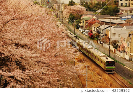 橫濱線快速列車與櫻花一起運行(205系列) 橫濱線快速列車與櫻花一起運行(205系列) 42239562