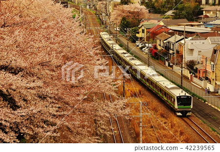 橫濱線快速列車與櫻花一起運行(E233系列) 橫濱線快速列車與櫻花一起運行(E233系列) 42239565