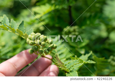 Actual hands of Japanese pepper (home garden) June 42240226