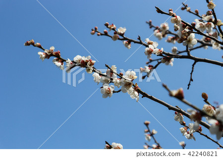 梅花 梅花 42240821