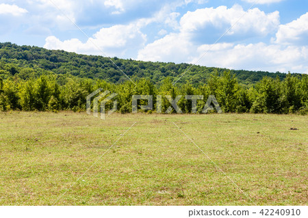 Chamomile Glade in Shapsugskaya zone Chamomile Glade in Shapsugskaya zone 42240910