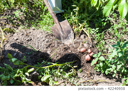 peasant gathers young potatoes in vegetable garden 42240938