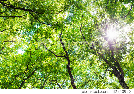 sun shines through the trees in the fores sun shines through the trees in the fores 42240960