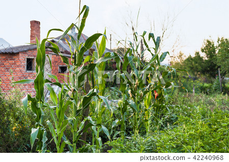 corn plants in country garden in summer evening corn plants in country garden in summer evening 42240968