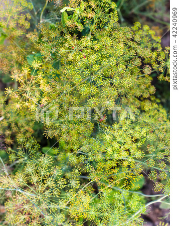 inflorescences of dill with bugs in summer evening inflorescences of dill with bugs in summer evening 42240969
