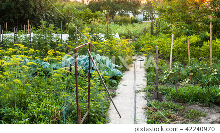 view of country garden at summer sunset view of country garden at summer sunset 42240970