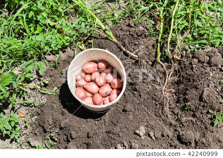 top view of pink potatoes in bucket on dug bed 42240999