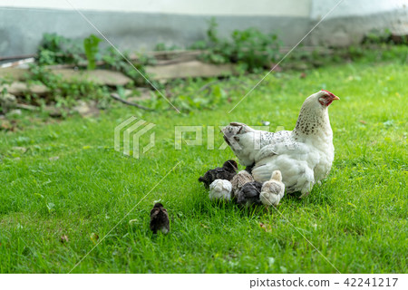 Little chicks with mother chicken walking on grass Little chicks with mother chicken walking on grass 42241217