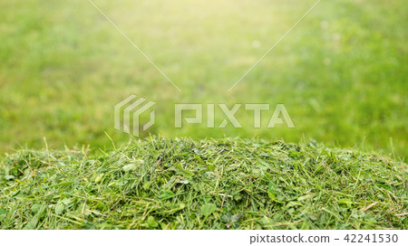 Services for lawn care, grass cutting in a garden 42241530