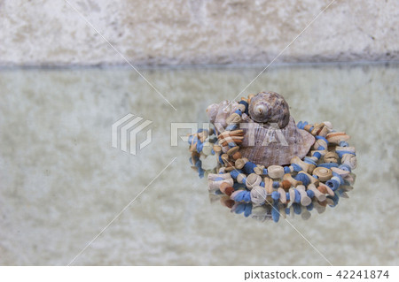 Seashells of different colors Seashells of different colors 42241874