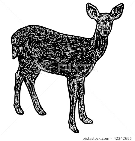 Silhouette of the deer on a white background 42242695