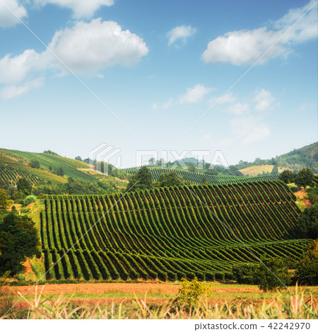 Amazing rural landscape with green vineyard 42242970
