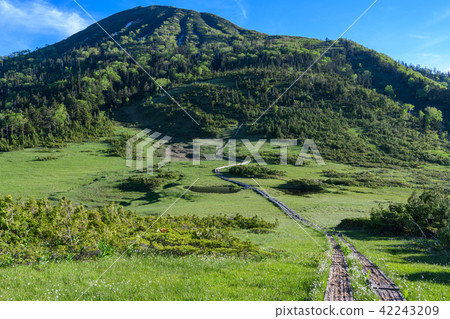 Tamiya Kumazawa early summer and Mt. 42243209