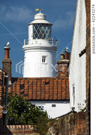 Southwold lighthouse and seabirds at English seasi 42243274