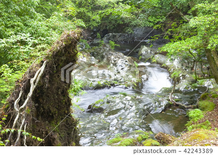 In the rainy sliding canyon, Izu shizuoka prefecture In the rainy sliding canyon, Izu shizuoka prefecture 42243389
