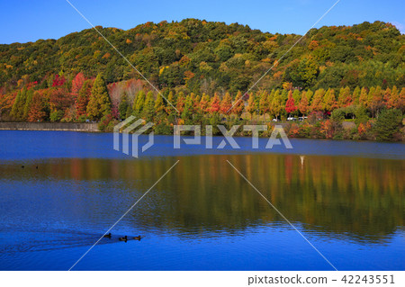 Morirama公園,東廣島市的秋葉 Morirama公園,東廣島市的秋葉 42243551