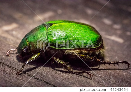 甲蟲 42243664