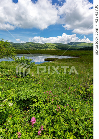 Kirigamine marsh (July sunny Hachijimagahara) 42243730