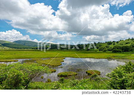 Kirigamine marsh (July sunny Hachijimagahara) 42243738