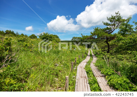 Kirigamine marsh (July sunny Hachijimagahara) 42243745