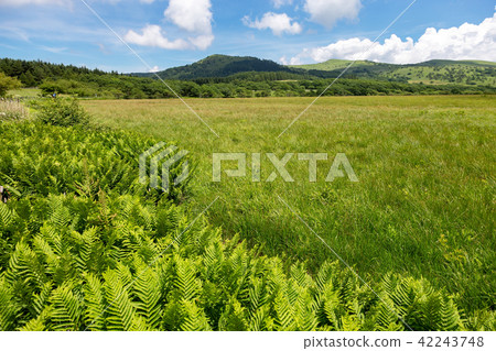 Kirigamine marsh (July sunny Hachijimagahara) 42243748