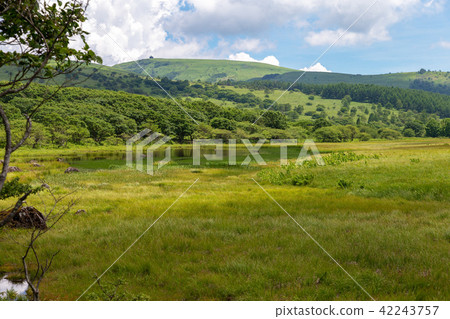 Kirigamine marsh (July sunny Hachijimagahara) 42243757
