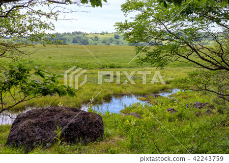 Kirigamine marsh (July sunny Hachijimagahara) 42243759