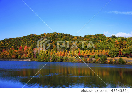 Mirayama公園秋葉 42243864