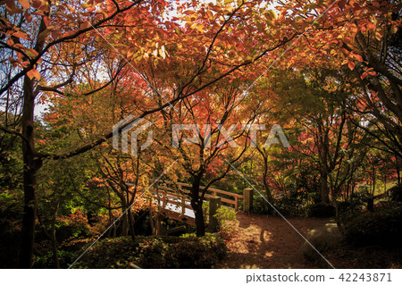 三原市麥基公園的秋葉橋 42243871