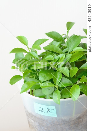 Yuzu (grass of swallowtail) 42243919