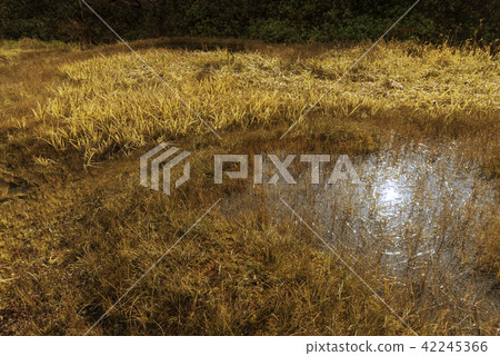 Ikeda surrounded by grass foliage 42245366