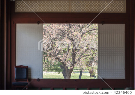 首爾，韓國，紫禁城，景福宮 42246460