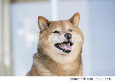 Cute Shiba Inu Portrait Stock Photo